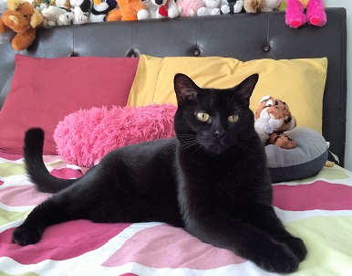 Home visits for cat - Zippy!!!!!